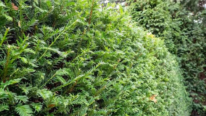 Entretien espaces verts Rambouillet