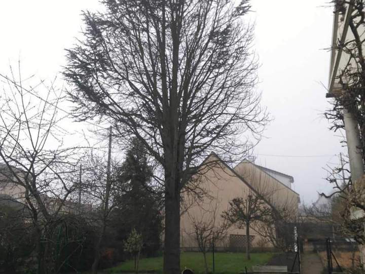 Travaux d’élagage Rambouillet
