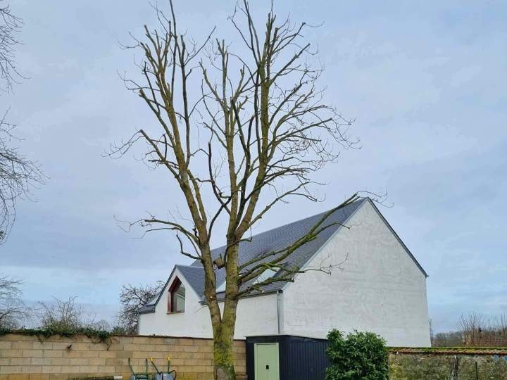 Élagage Rambouillet